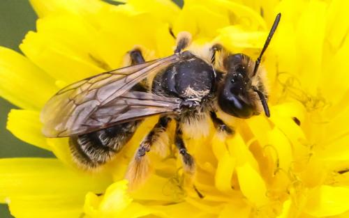 Réf. 254 482 : Andrena sp.